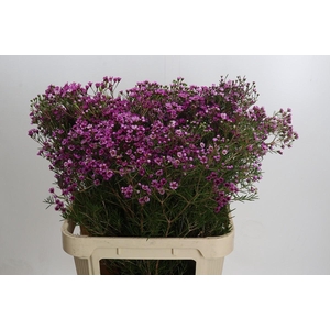 Chamelaucium Jupiter