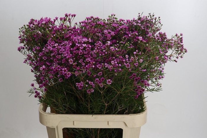 <h4>Chamelaucium Jupiter</h4>