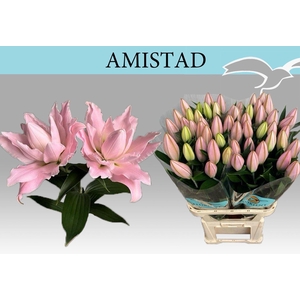 LILIUM ORI. DB 'AMISTAD'
