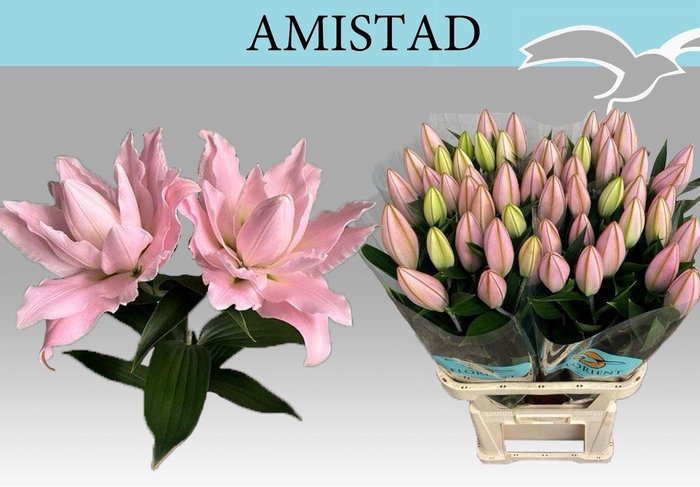 <h4>LILIUM ORI. DB 'AMISTAD'</h4>