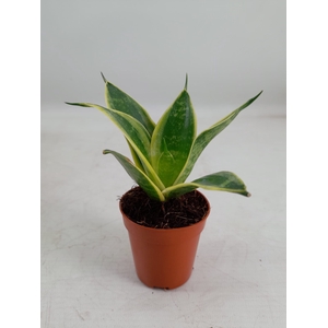 Sansevieria Hahnii 6 cm Super Hahnii(Decorum)