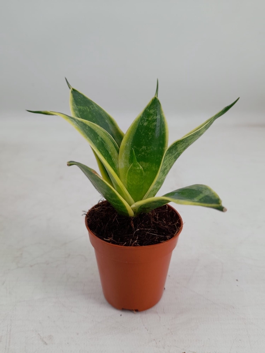 <h4>Sansevieria Hahnii 6 cm Super Hahnii(Decorum)</h4>