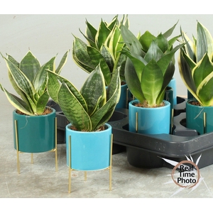 SANSEV TRIFASCIA  OV