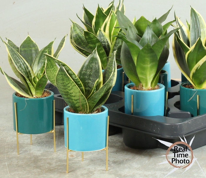 <h4>SANSEV TRIFASCIA  OV</h4>