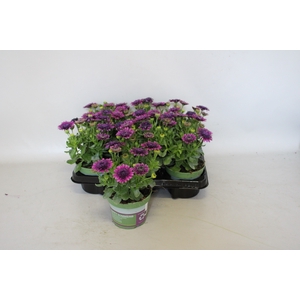 Osteospermum Double Purple