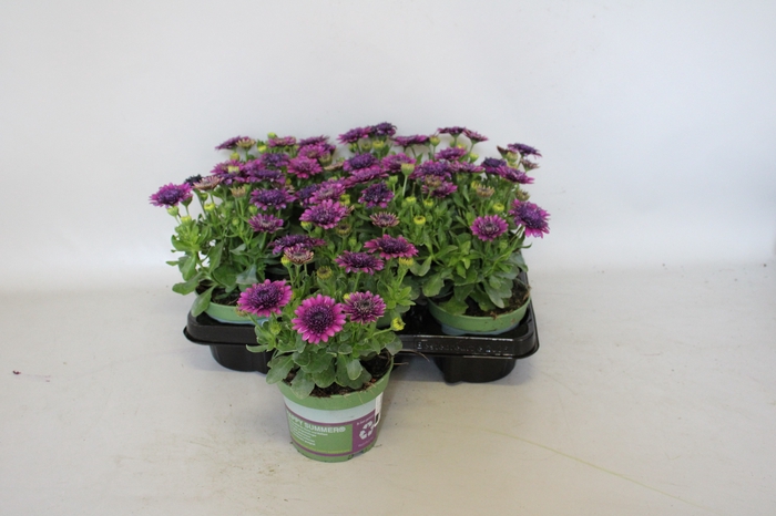 <h4>Osteospermum Double Purple</h4>