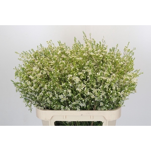 Chamelaucium Ofir