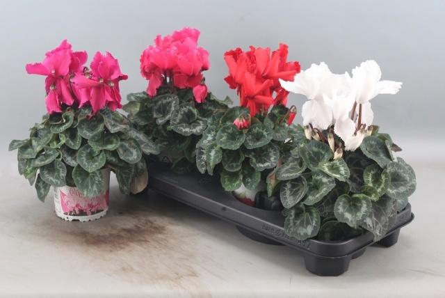 <h4>CYCL GR HAL CURLY</h4>