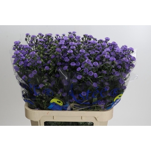 Aster Baby Blue
