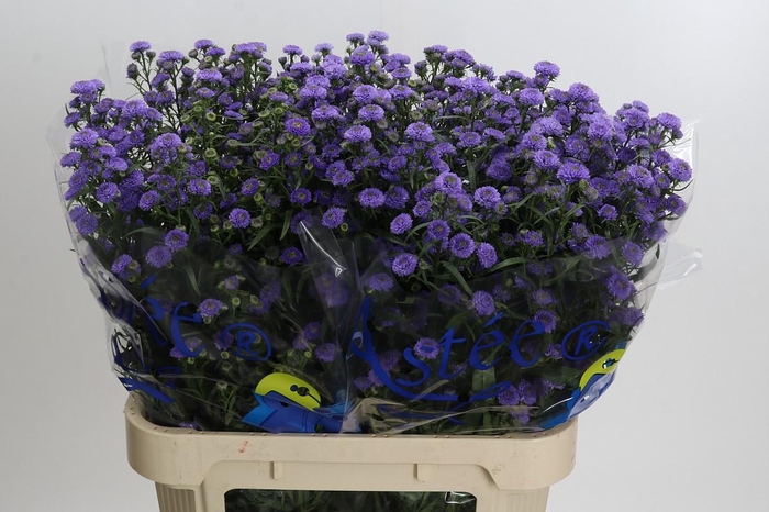 <h4>Aster Baby Blue</h4>