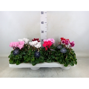 Cyclamen KL   ...patio