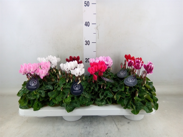 <h4>Cyclamen KL   ...patio</h4>