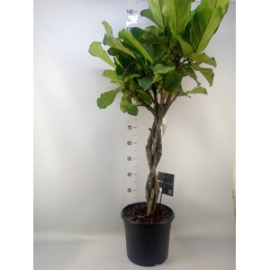 Ficus lyrata