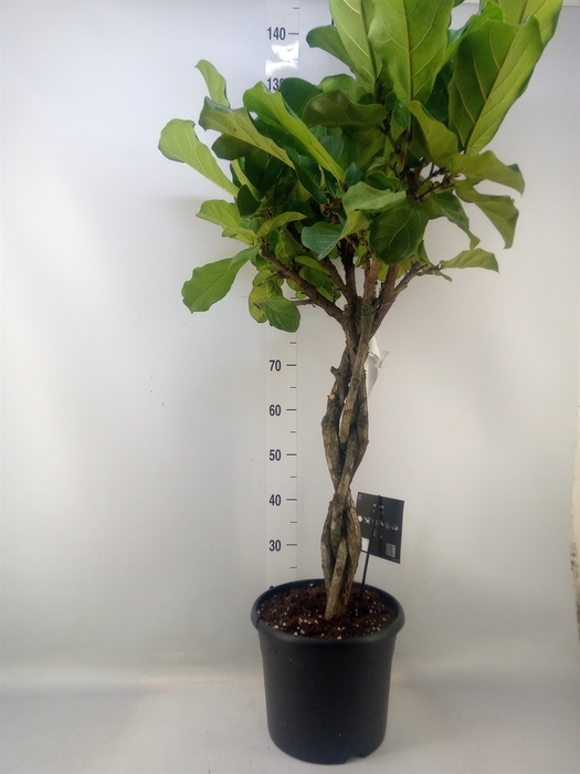 <h4>Ficus lyrata</h4>