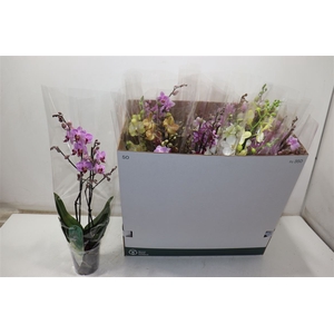 Phal Mf Gem 5 Kl