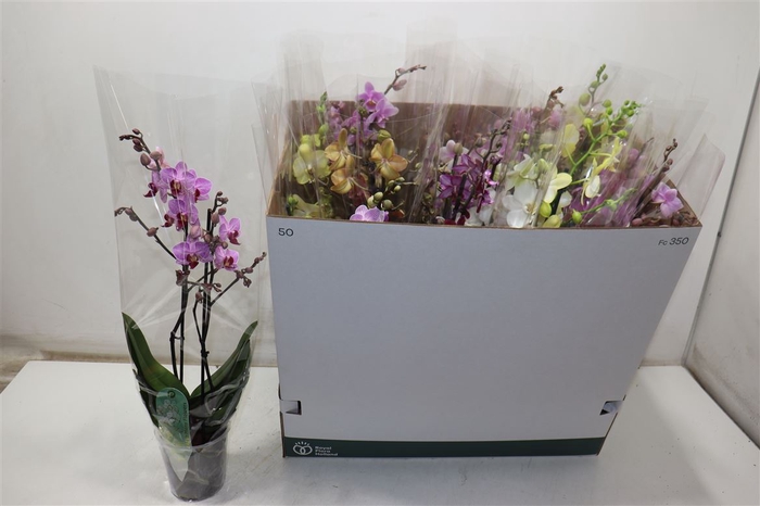 <h4>Phal Mf Gem 5 Kl</h4>