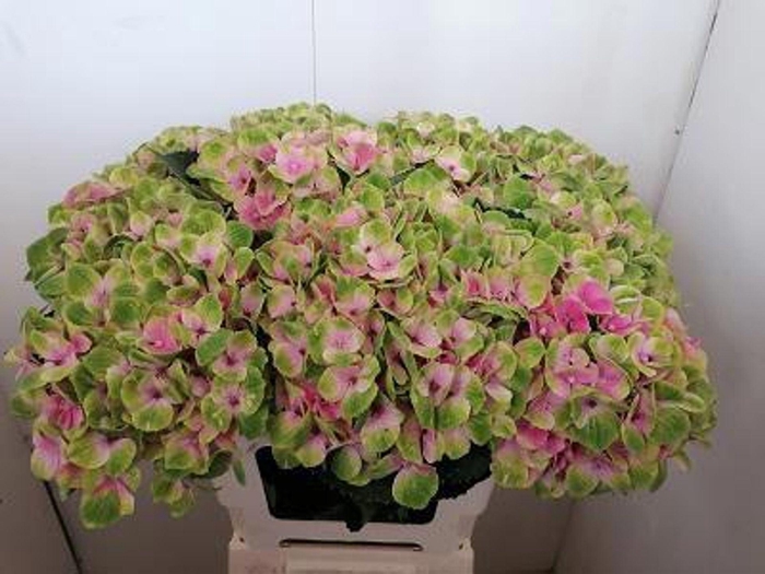 <h4>Hydrangea 'Magical Ankong' 20cm</h4>