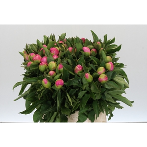 Paeonia Monsieur Jules Elie