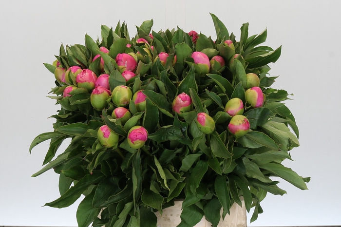 <h4>Paeonia Monsieur Jules Elie</h4>