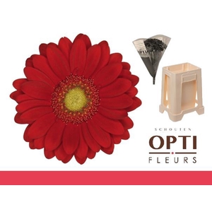 Germini Lipstick Water