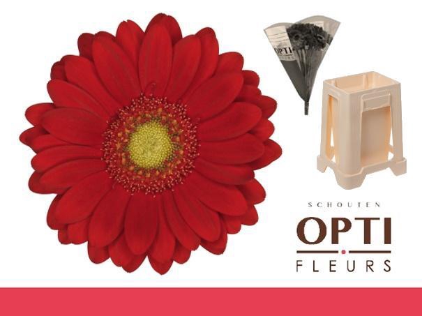 <h4>Germini Lipstick Water</h4>