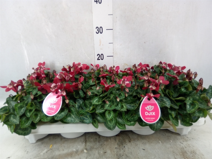 <h4>Cyclamen KL 'Djix'</h4>