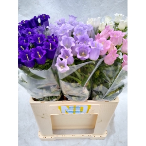CAMPANULA MEDIUM   ...MIX
