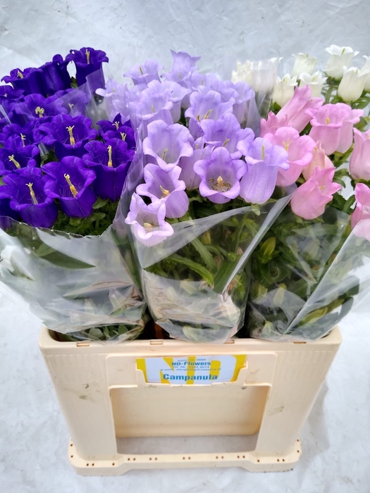 <h4>CAMPANULA MEDIUM   ...MIX</h4>