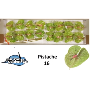 Pistache 16