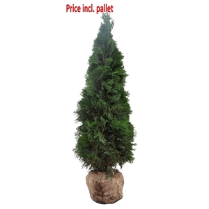 Thuja occ. Smaragd, plantmaat 140-160 cm - Rondgestoken - KLUIT