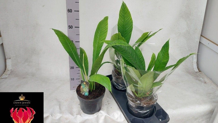 <h4>Philodendron Campii</h4>