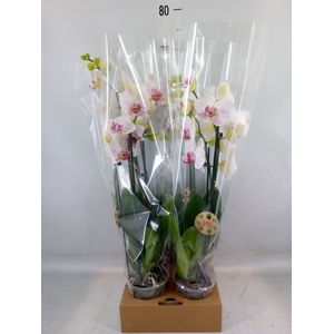 Phalaenopsis   ...