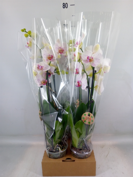<h4>Phalaenopsis   ...</h4>