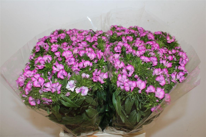 <h4>Di Barb Aldo Violet</h4>