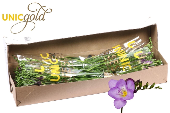 <h4>Freesia enk Delta River</h4>