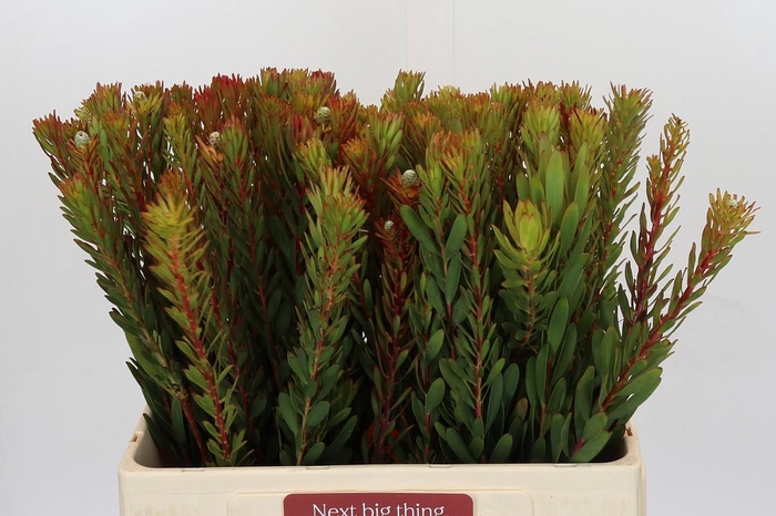 <h4>Leucadendron Safari Sunset</h4>
