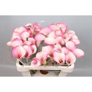 Calla Blushing Lady
