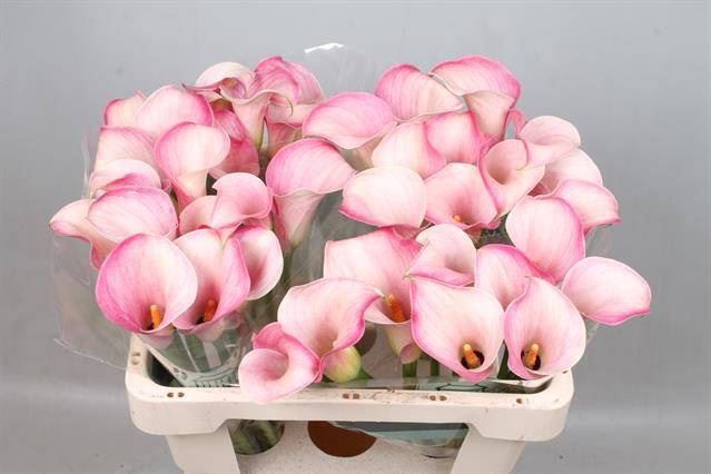 <h4>Calla Blushing Lady</h4>