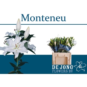LI OR MONTENEU
