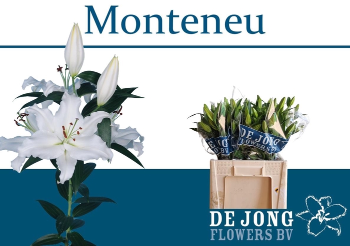 <h4>LI OR MONTENEU</h4>