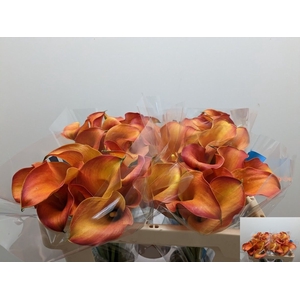 Zantedeschia captain odeon