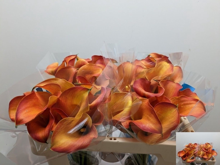 <h4>Zantedeschia captain odeon</h4>