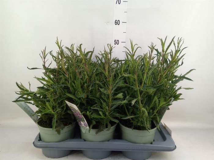 <h4>Verbena bonariensis</h4>