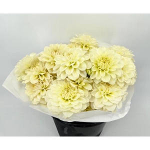 Dahlia Creme De Cassis
