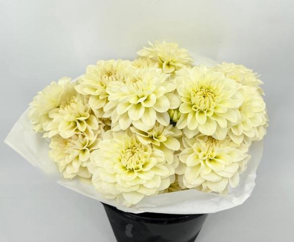 <h4>Dahlia Creme De Cassis</h4>
