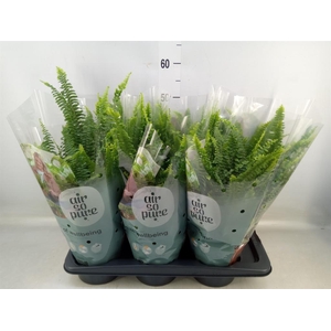 Nephrolepis exal. 'Green Lady'