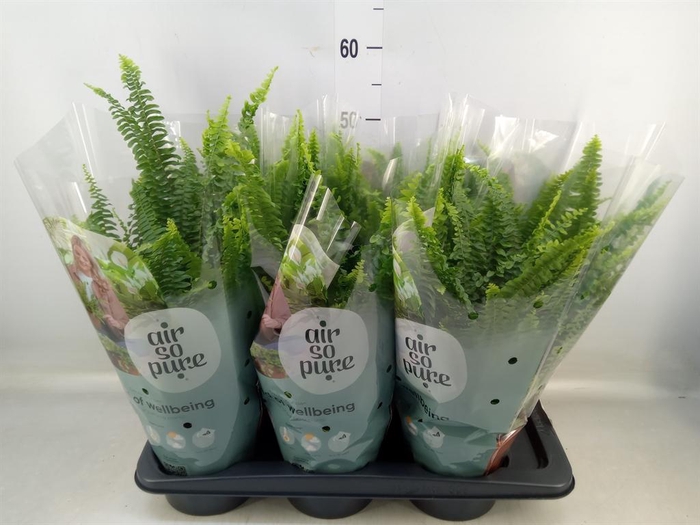 <h4>Nephrolepis exal. 'Green Lady'</h4>