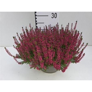 Callu Ga G Franca