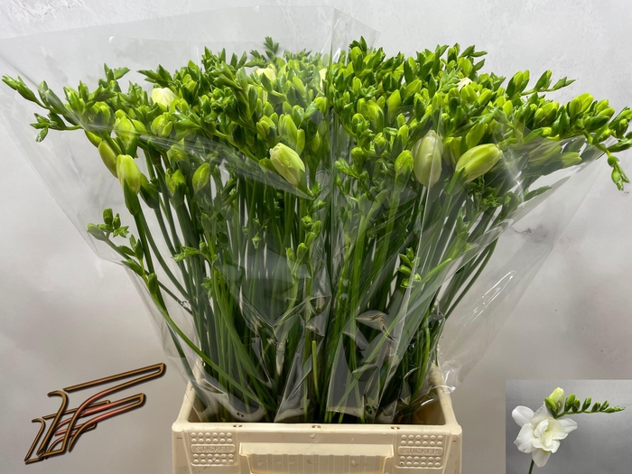 <h4>FR DU VOLANTE</h4>