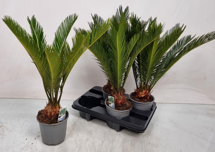 <h4>CYCAS REVOLUTA</h4>